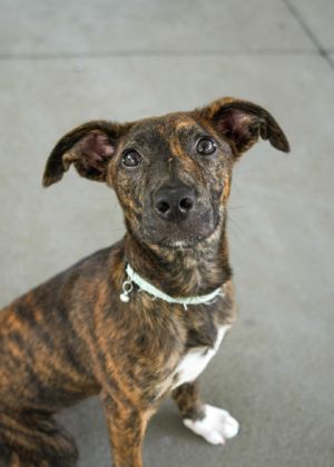 Ayla 58239 Mixed Breed Dog