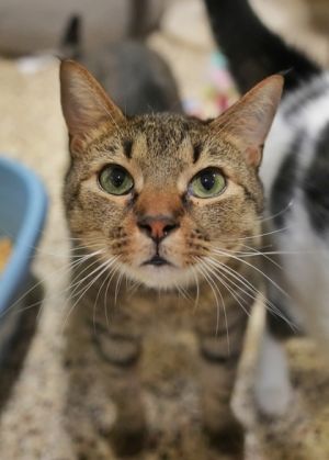 Winkle 50203 Domestic Short Hair Cat