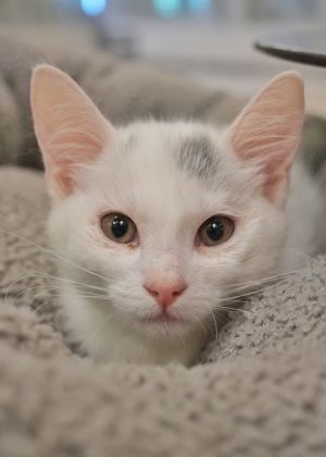 Snow White was Neeps 58438 Domestic Short Hair Cat