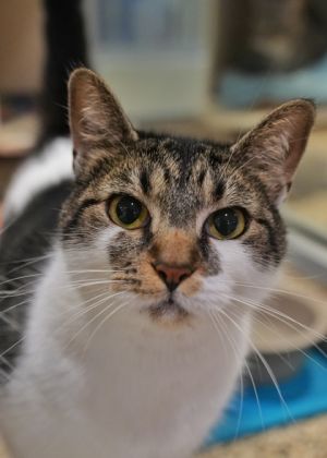 Sunshine 50553 Domestic Short Hair Cat