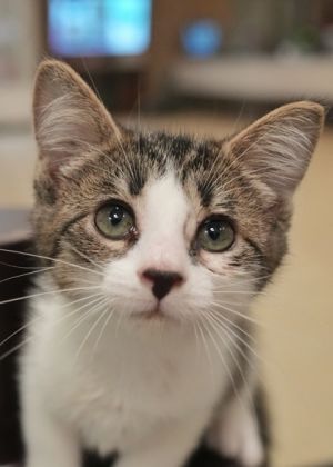 Jaco 57739 Domestic Short Hair Cat