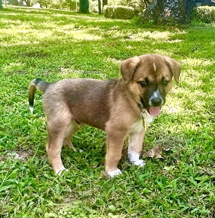 Levi