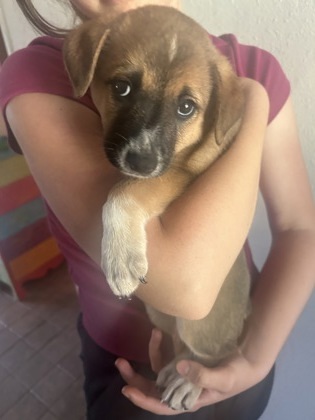 Levi