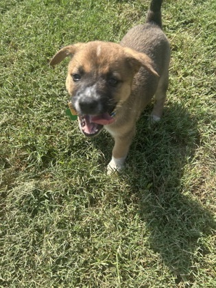 Levi