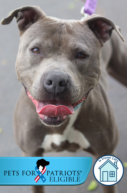 Lucy, an adoptable Mixed Breed in Walla Walla, WA, 99362 | Photo Image 1