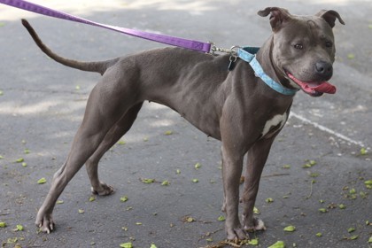 Lucy, an adoptable Mixed Breed in Walla Walla, WA, 99362 | Photo Image 2