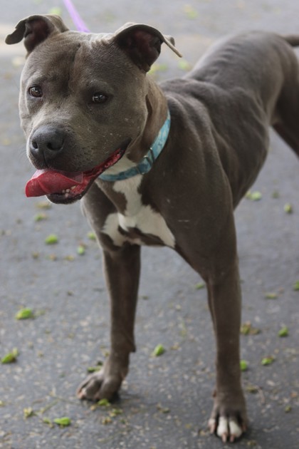 Lucy, an adoptable Mixed Breed in Walla Walla, WA, 99362 | Photo Image 3