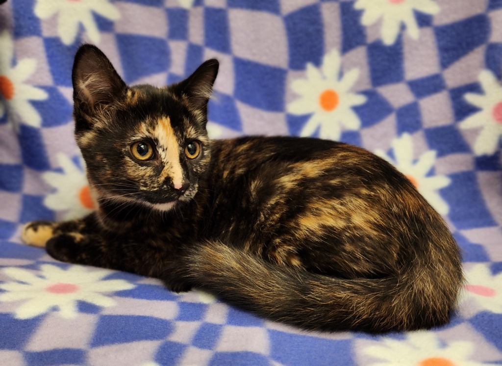Claire, an adoptable Domestic Short Hair in Superior, WI, 54880 | Photo Image 1