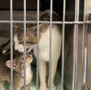 58842094, Adult Female unknown