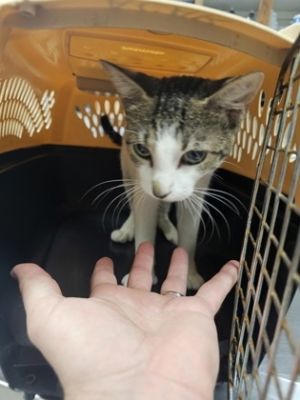 Willow, Adult Female unknown