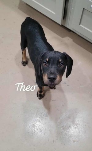 Photo of Theo