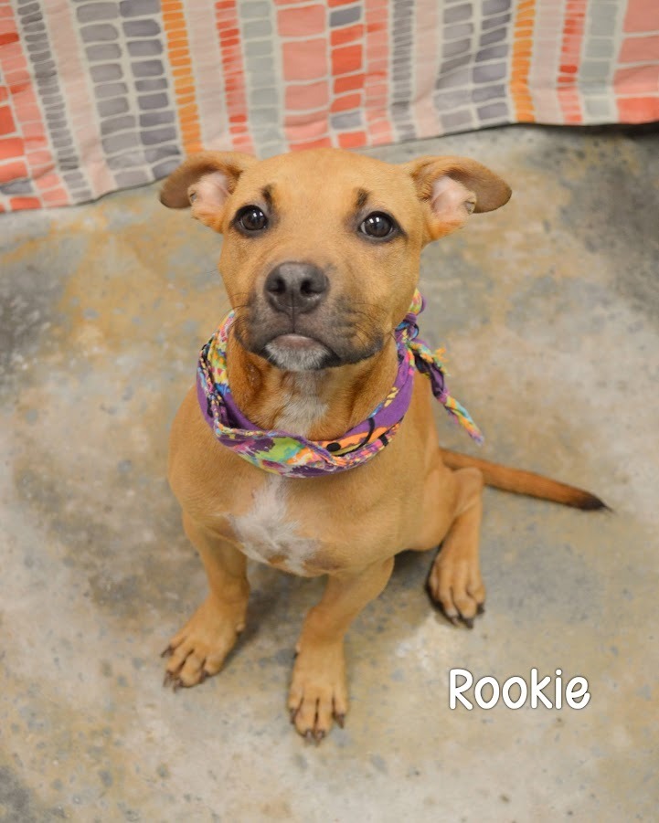 Rookie