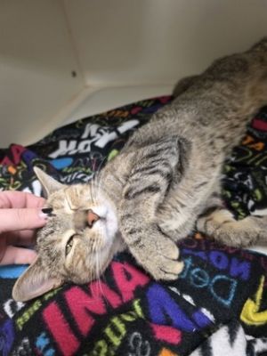 PIPER, Adult Female unknown