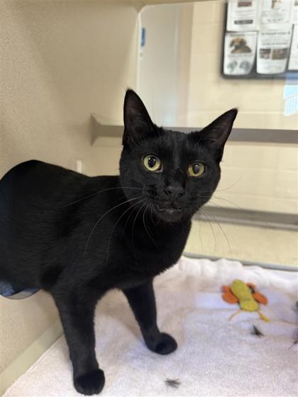 Marcaline, an adoptable Domestic Short Hair in Hutchinson, KS, 67504 | Photo Image 1
