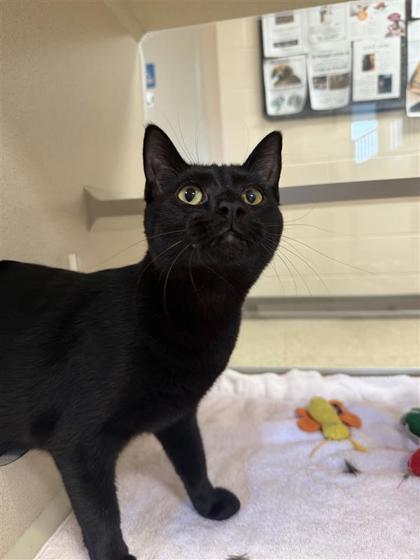 Marcaline, an adoptable Domestic Short Hair in Hutchinson, KS, 67504 | Photo Image 2