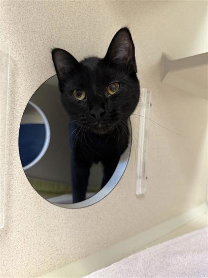 Marcaline, an adoptable Domestic Short Hair in Hutchinson, KS, 67504 | Photo Image 3