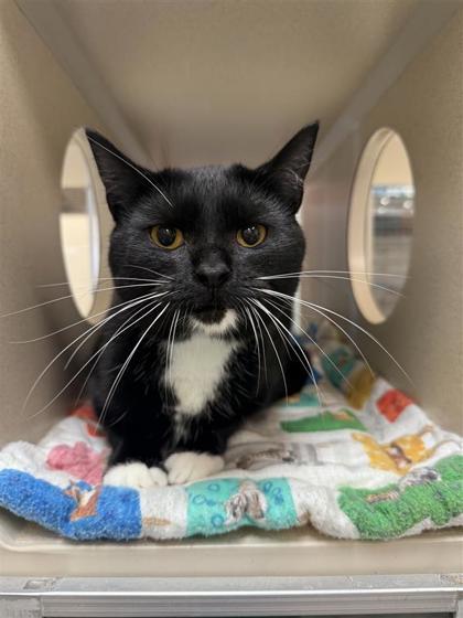 Raina, an adoptable Domestic Short Hair in Hutchinson, KS, 67504 | Photo Image 1