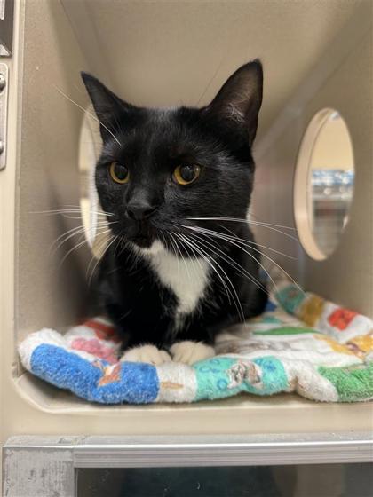 Raina, an adoptable Domestic Short Hair in Hutchinson, KS, 67504 | Photo Image 2