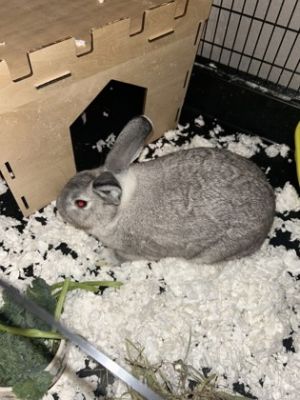 Stitch, Adult Male unknown