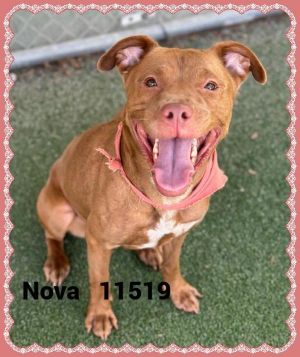 Primary Color Brown Weight 37lbs Age 1yrs 0mths 3wks