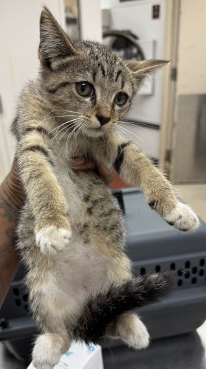 Primary Color Tabby Secondary Color White Weight 2lbs Age 0yrs 0mths 8wks