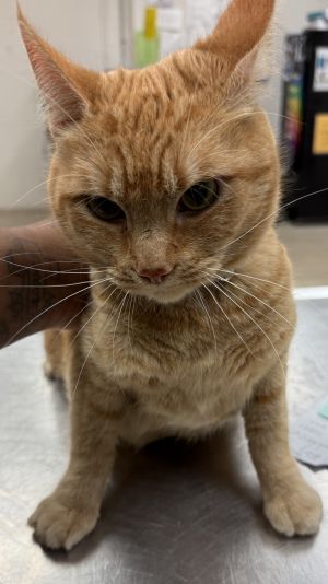 Primary Color Orange Tabby Weight 9625lbs Age 5yrs 0mths 0wks
