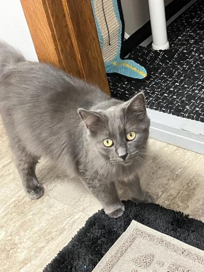 Finch, an adoptable Domestic Long Hair, Domestic Short Hair in Fergus Falls, MN, 56537 | Photo Image 1