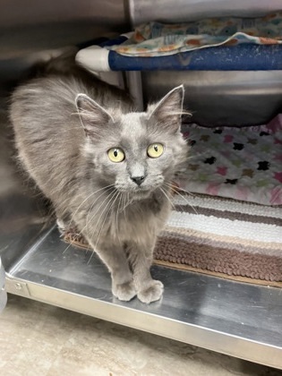 Finch, an adoptable Domestic Long Hair, Domestic Short Hair in Fergus Falls, MN, 56537 | Photo Image 2