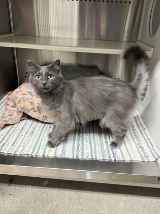 Finch, an adoptable Domestic Long Hair, Domestic Short Hair in Fergus Falls, MN, 56537 | Photo Image 3