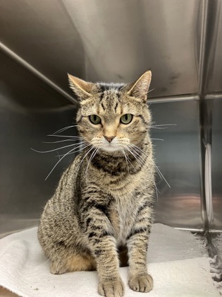 Ari, an adoptable Domestic Short Hair in Fergus Falls, MN, 56537 | Photo Image 1