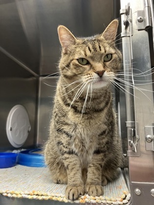 Frankie, an adoptable Domestic Short Hair in Fergus Falls, MN, 56537 | Photo Image 1