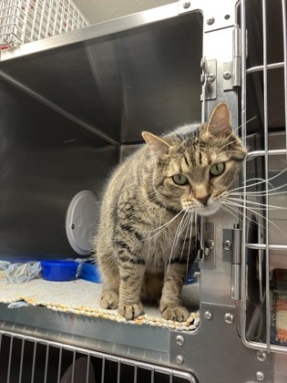 Frankie, an adoptable Domestic Short Hair in Fergus Falls, MN, 56537 | Photo Image 2