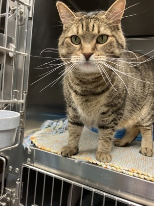 Frankie, an adoptable Domestic Short Hair in Fergus Falls, MN, 56537 | Photo Image 3