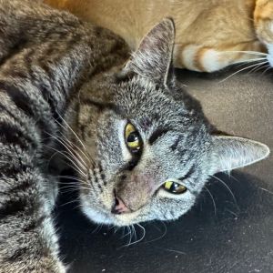 Biscuit, Young Male unknown