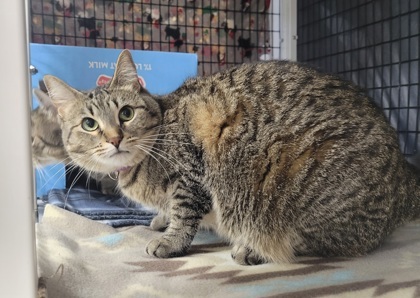 Margo [Bonded to Julius]