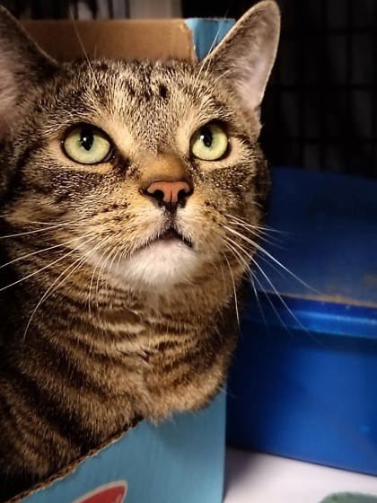 Julius [Bonded to Margo]