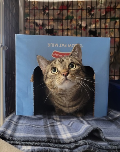 Julius [Bonded to Margo]