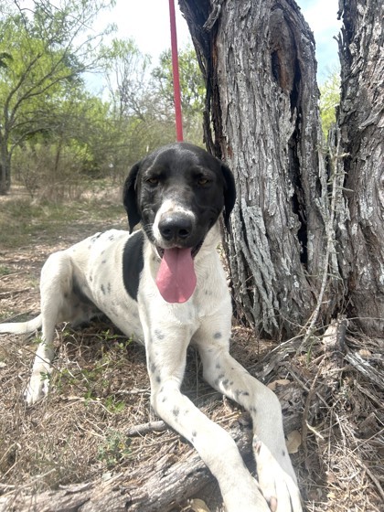 Pet Image
