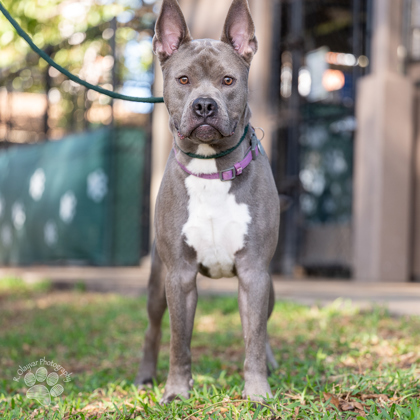 Shawn Michaels, an adoptable Pit Bull Terrier, Mixed Breed in Honolulu, HI, 96826 | Photo Image 1