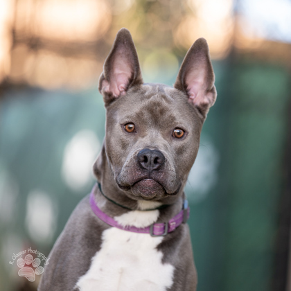 Shawn Michaels, an adoptable Pit Bull Terrier, Mixed Breed in Honolulu, HI, 96826 | Photo Image 2