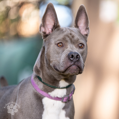 Shawn Michaels, an adoptable Pit Bull Terrier, Mixed Breed in Honolulu, HI, 96826 | Photo Image 3