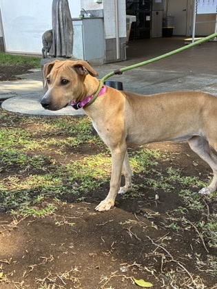 Fae, an adoptable Black Mouth Cur, Mixed Breed in Honolulu, HI, 96826 | Photo Image 1