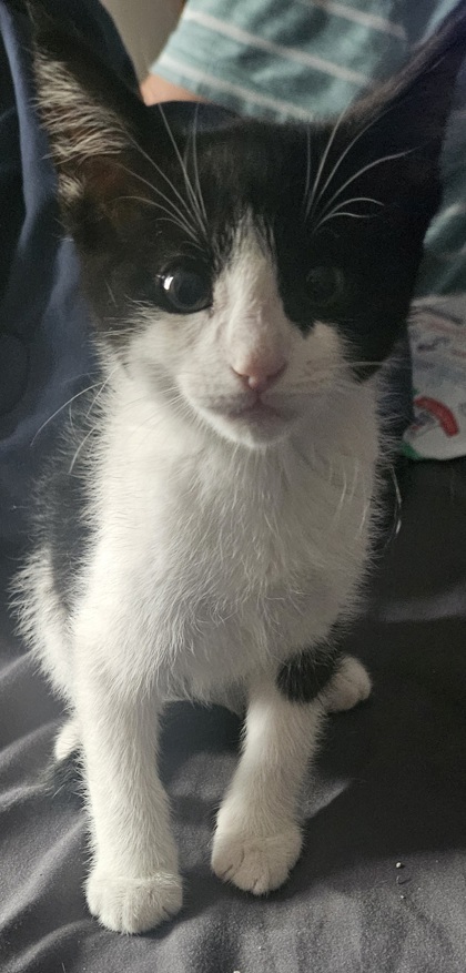 Jinx, an adoptable Domestic Short Hair in Pendleton, OR, 97801 | Photo Image 1