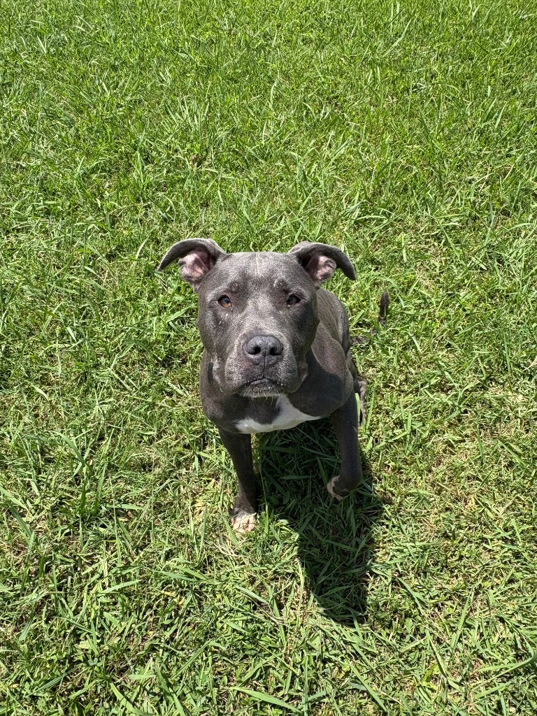 Draco