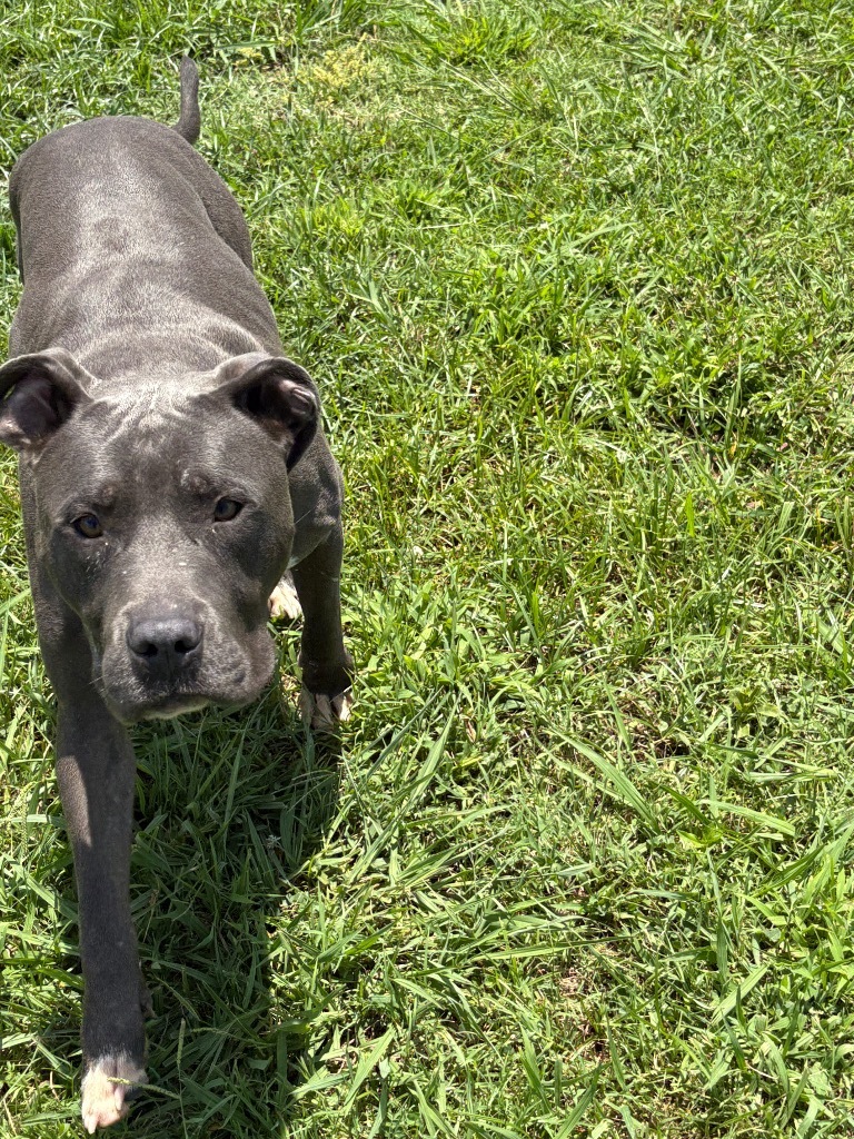 Draco