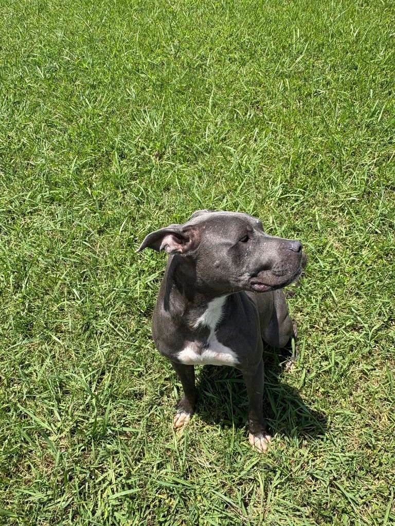 Draco