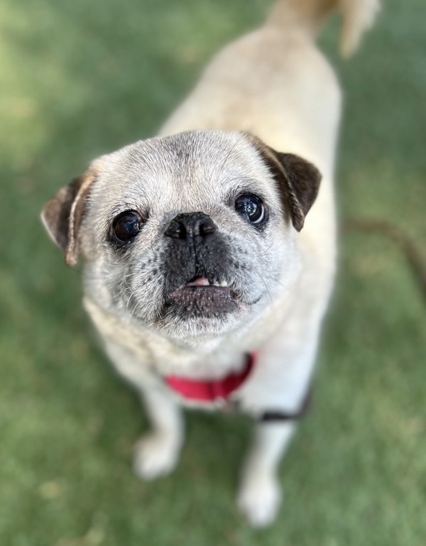Jake