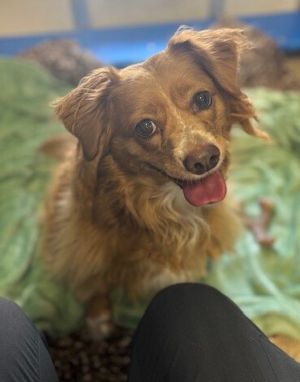 Primary Color Red Weight 31lbs Age 2yrs 0mths 0wks Animal has been Spayed