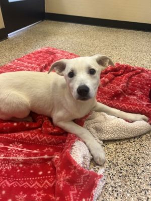 Primary Color White Weight 203lbs Age 0yrs 3mths 1wks Animal has been Spayed