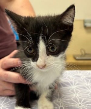Pound Domestic Short Hair Cat